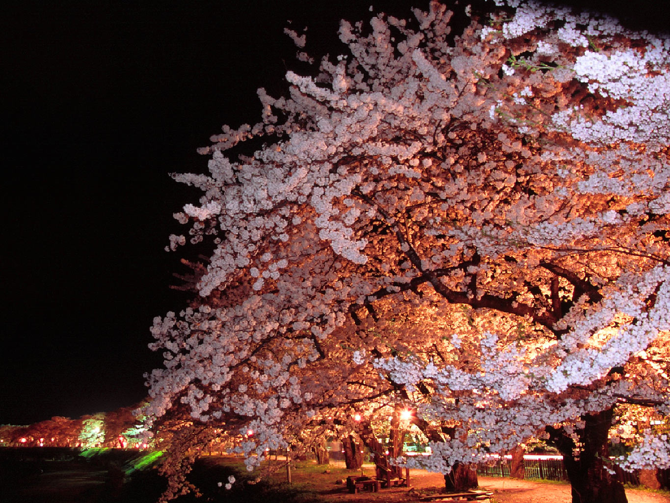 画像 高画質 桜の写真 Naver まとめ